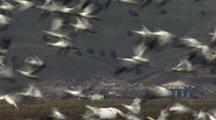 Flying Birds