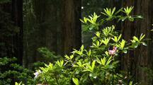 Rhododendron