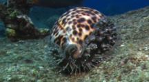 Cowry