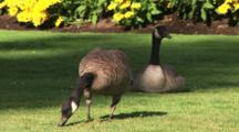 Birds Royalty Free