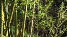 Bamboo