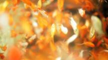 Goldfish