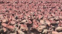 Flocks of Birds
