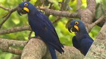 Endangered Birds