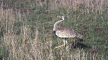 Bustard