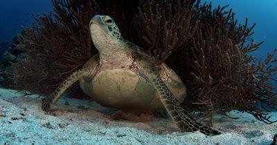 Sea Turtle