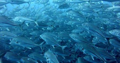 Trevally