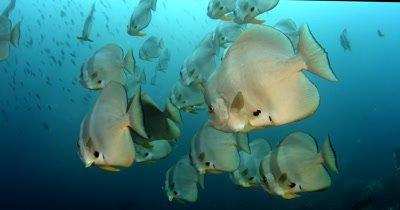 Spadefish