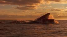 Whales Feeding