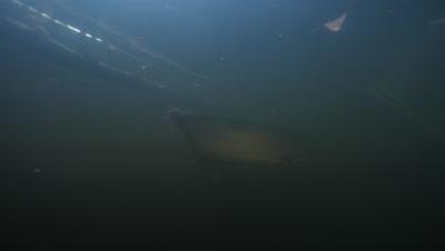 Arowana