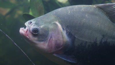 Pacu And Piranha
