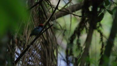 Manakin
