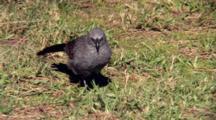 Apostlebird