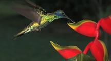 Birds Feeding