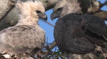 Birds of Prey
