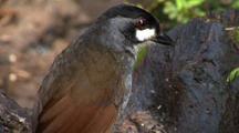 Antpitta