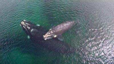 Whales Royalty Free