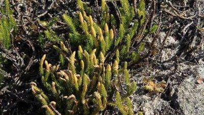 Clubmoss