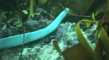 Hagfish