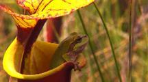 Pitcher-plant