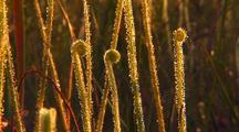 Sundew