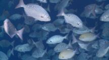 Sea Chub