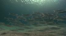 Bonefish
