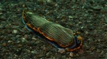 Flatworm