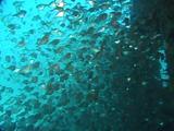 Hatchetfish