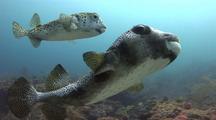 Porcupinefish