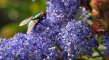 Fly