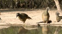 Curassow And Chachalaca
