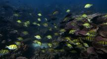 Surgeonfish