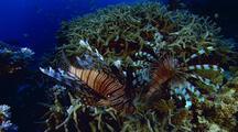 Scorpionfish