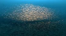 Anchovy