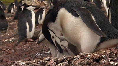 Penguin