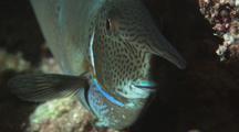 Unicornfish