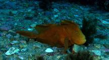 Handfish