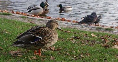 Duck