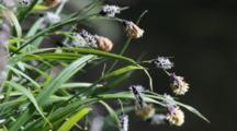Sedge
