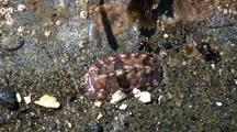 Chiton