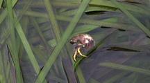 Hermit Crab