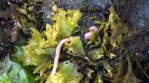 Ribbon Worm