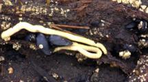 Shipworm