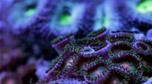 Zoanthid