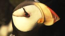 Puffin