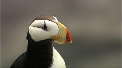 Marine Birds