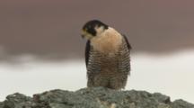 Falcon