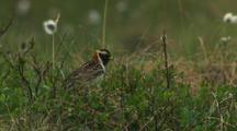 Longspur