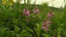 Figwort